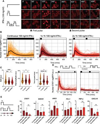 Post-transcriptional regulatory feedback encodes JAK-STAT signal memory of interferon stimulation